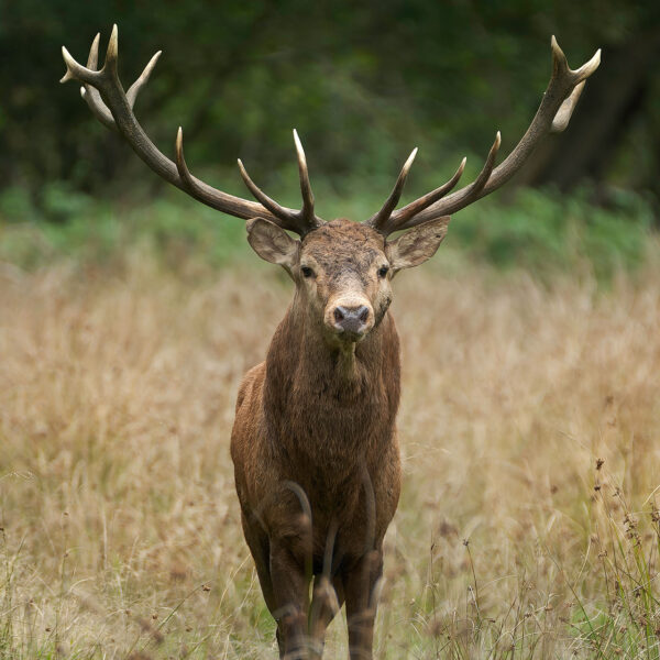 Ruud Engels | Photography | Edelherten De Mortelen