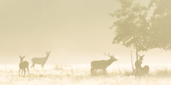 Ruud Engels | Photography | Edelherten Groene Woud