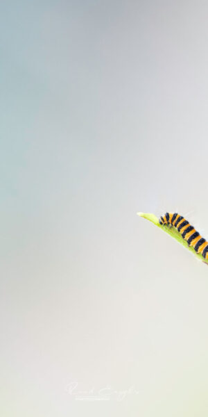 Ruud Engels | Photography | Rups van de Sint Jansvlinder