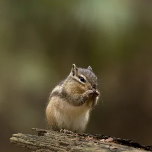 Ruud Engels | Photography | Siberische Grondeekhoorn Wandelbos Tilburg