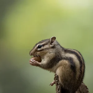Ruud Engels | Photography | Siberische Grondeekhoorn Wandelbos Tilburg
