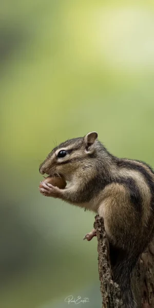 Ruud Engels | Photography | Siberische Grondeekhoorn Wandelbos Tilburg