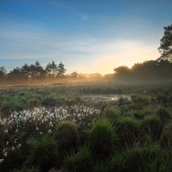Ruud Engels | Photography | Veenpluis Kampina