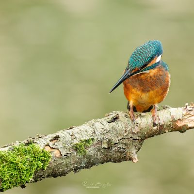 Ruud Engels | Photography | IJsvogel