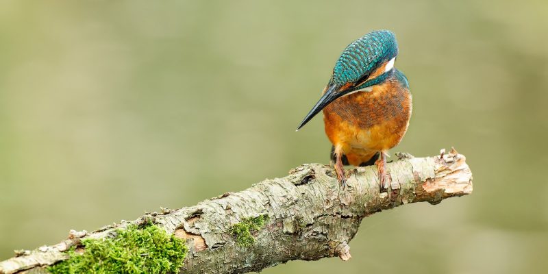 Ruud Engels | Photography | IJsvogel