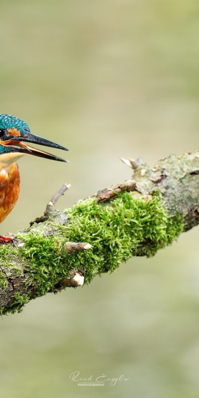 Ruud Engels | Photography | IJsvogel