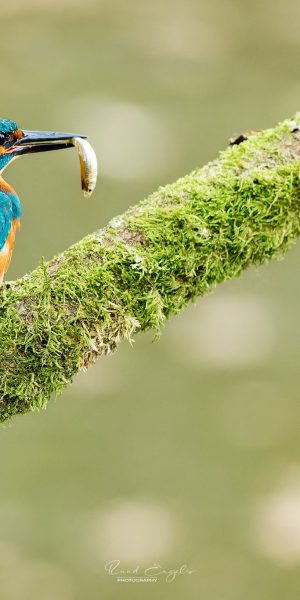 Ruud Engels | Ruud Engels | Photography | IJsvogel met vis