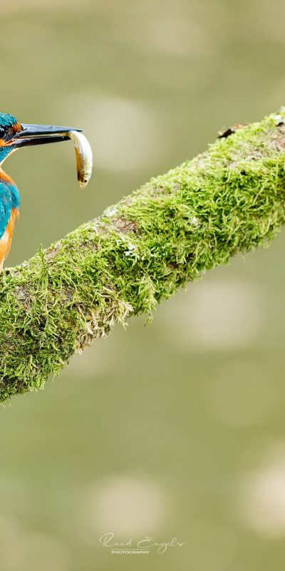 Ruud Engels | Ruud Engels | Photography | IJsvogel met vis