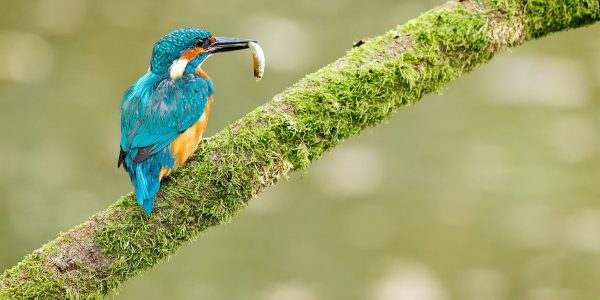 Ruud Engels | Ruud Engels | Photography | IJsvogel met vis