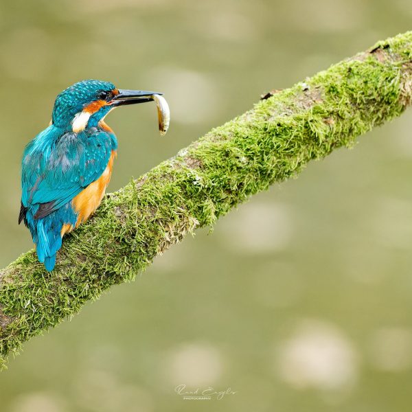 Ruud Engels | Ruud Engels | Photography | IJsvogel met vis