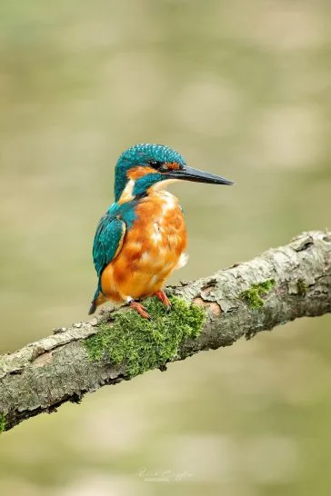 Ruud Engels | Photography | IJsvogel