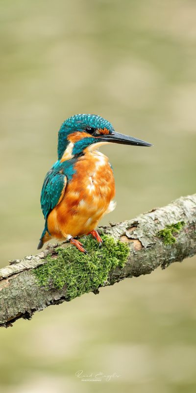 Ruud Engels | Photography | IJsvogel