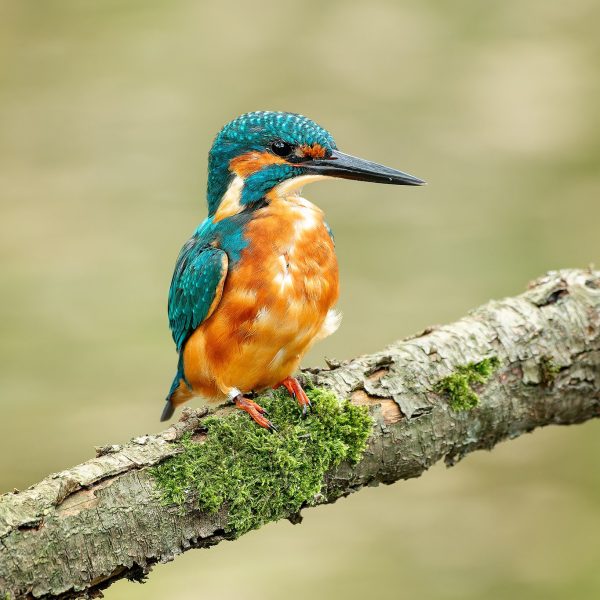 Ruud Engels | Photography | IJsvogel