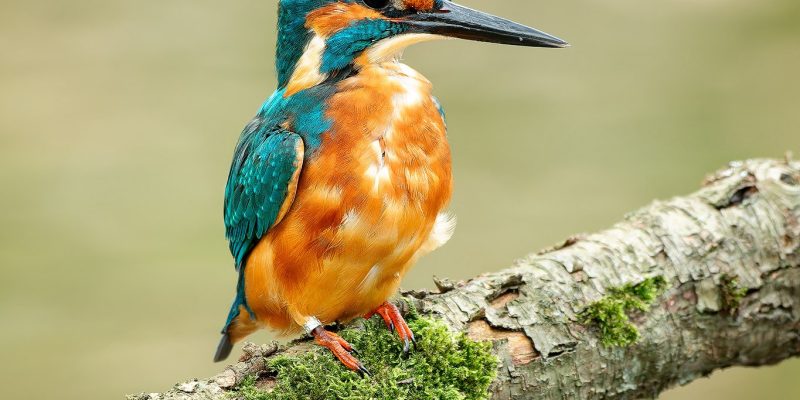 Ruud Engels | Photography | IJsvogel