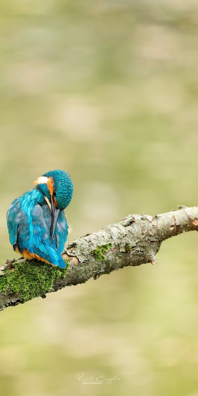 Ruud Engels | Photography | IJsvogel poetst veren