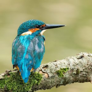 Ruud Engels | Photography | IJsvogel op de uitkijk