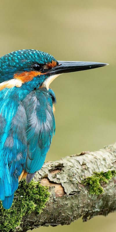 Ruud Engels | Photography | IJsvogel op de uitkijk