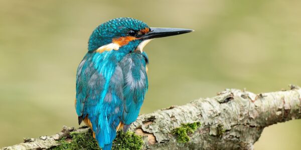 Ruud Engels | Photography | IJsvogel op de uitkijk