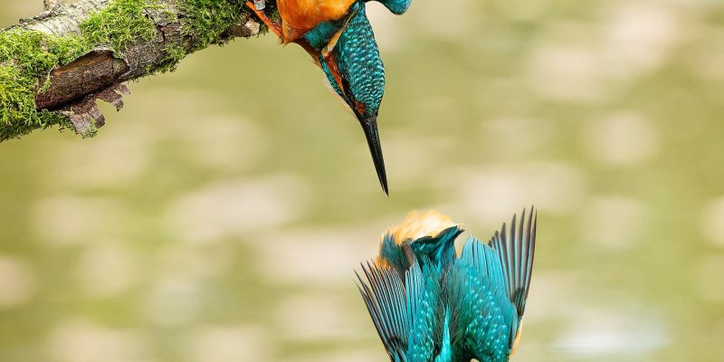 Ruud Engels | Photography | Duikende IJsvogel