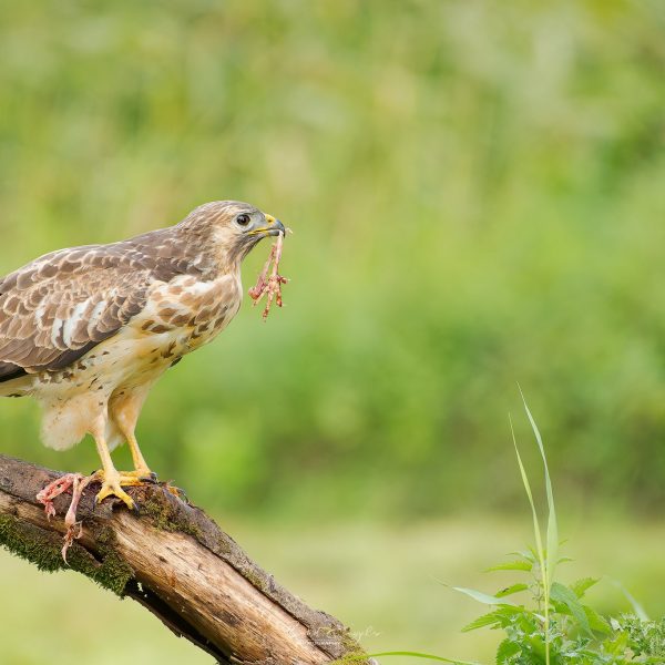 Ruud Engels | Photography | Prooi etende buizerd
