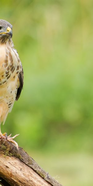Ruud Engels | Photography | Prooi etende buizerd
