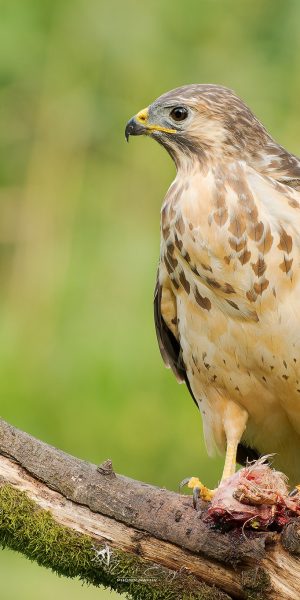 Ruud Engels | Photography | Prooi etende buizerd