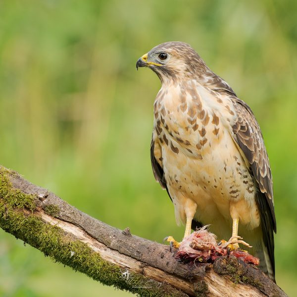 Ruud Engels | Photography | Prooi etende buizerd