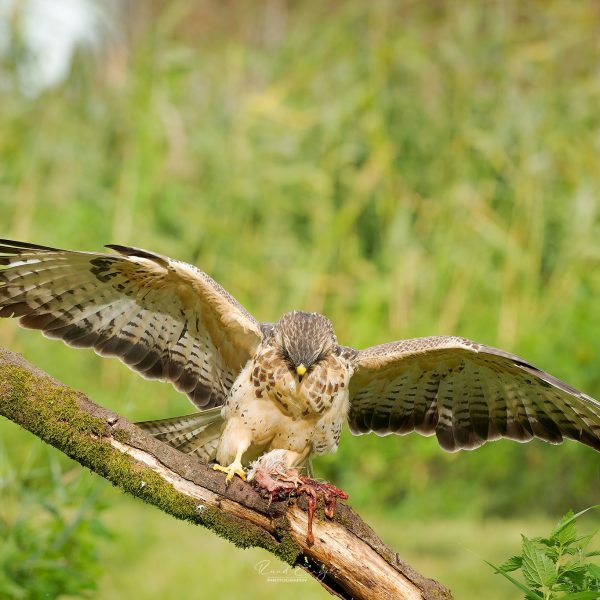 Ruud Engels | Photography | Buizerd pakt prooi