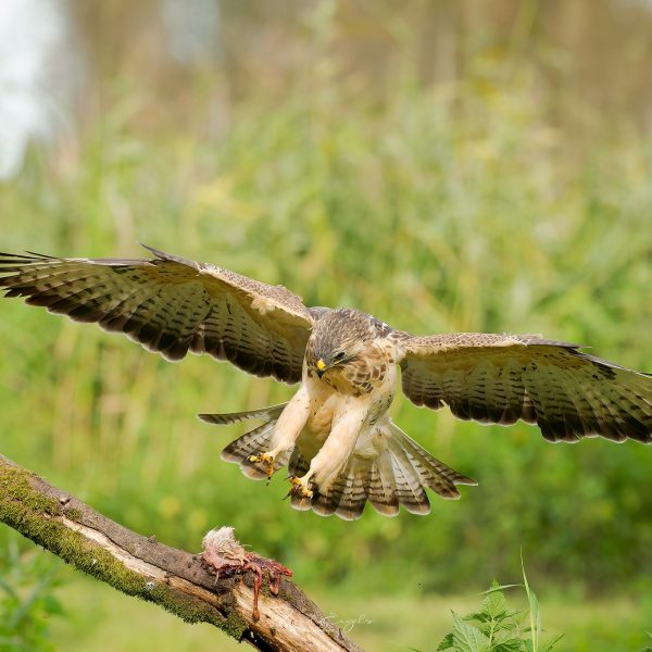 Ruud Engels | Photography | Buizerd in de vlucht
