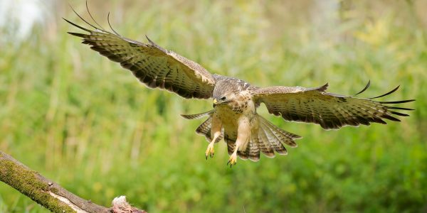 Ruud Engels | Photography | Buizerd in de vlucht