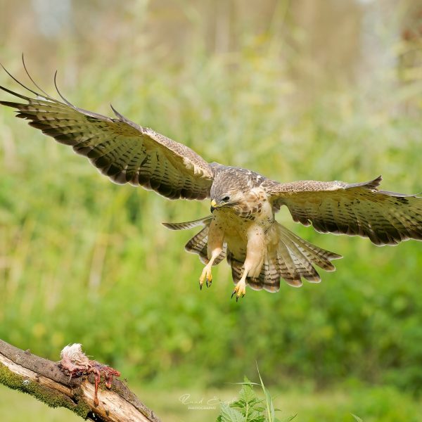 Ruud Engels | Photography | Buizerd in de vlucht