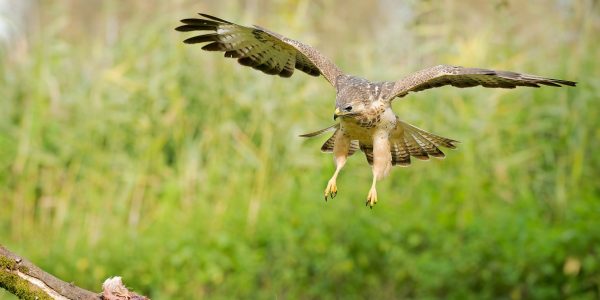 Ruud Engels | Photography | Buizerd in de vlucht