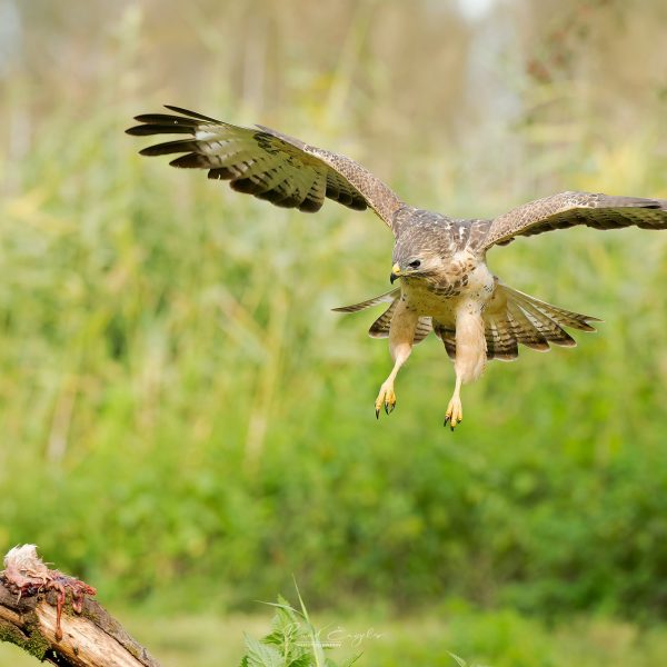 Ruud Engels | Photography | Buizerd in de vlucht