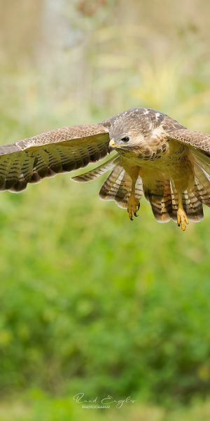 Ruud Engels | Photography | Buizerd in de vlucht
