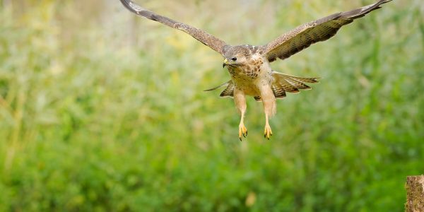 Ruud Engels | Photography | Buizerd in de vlucht