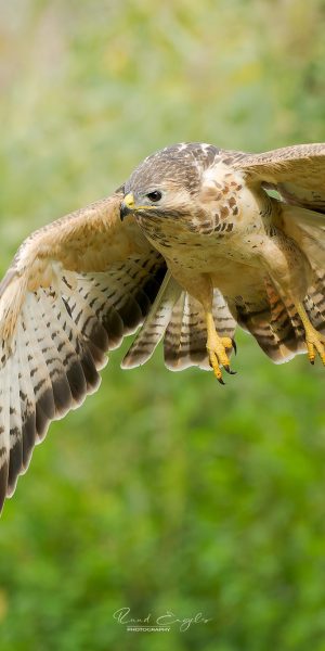 Ruud Engels | Photography | Buizerd in de vlucht