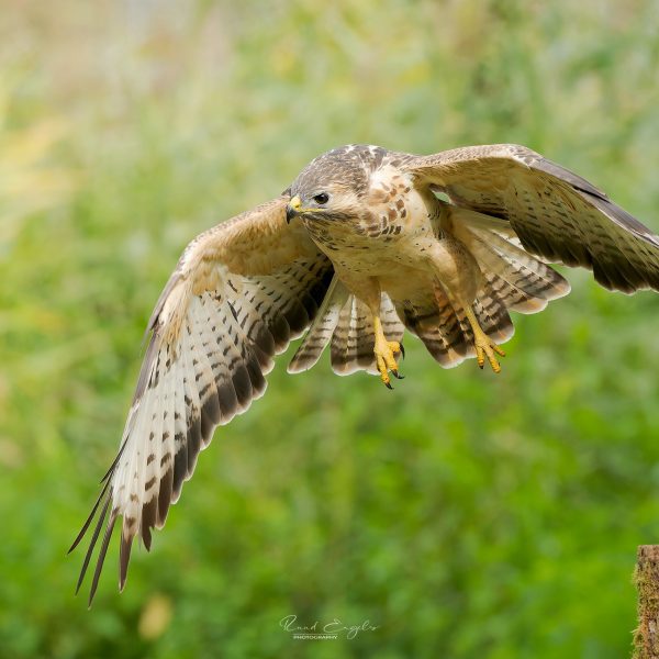 Ruud Engels | Photography | Buizerd in de vlucht