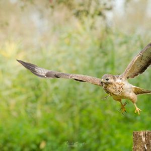 Ruud Engels | Photography | Buizerd in de vlucht