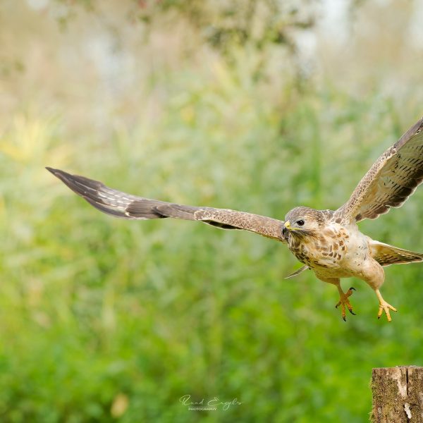Ruud Engels | Photography | Buizerd in de vlucht