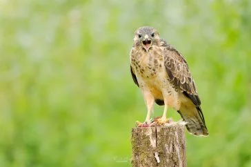 Ruud Engels | Photography | Buizerd op paal