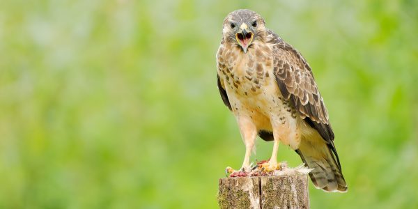 Ruud Engels | Photography | Buizerd op paal