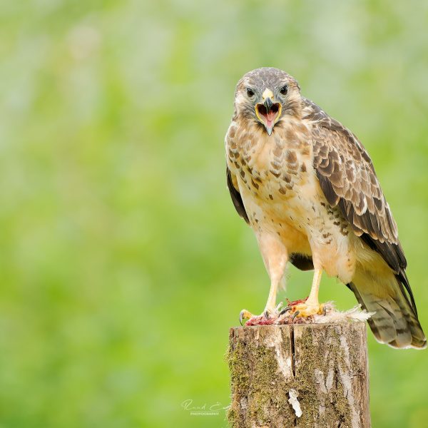 Ruud Engels | Photography | Buizerd op paal