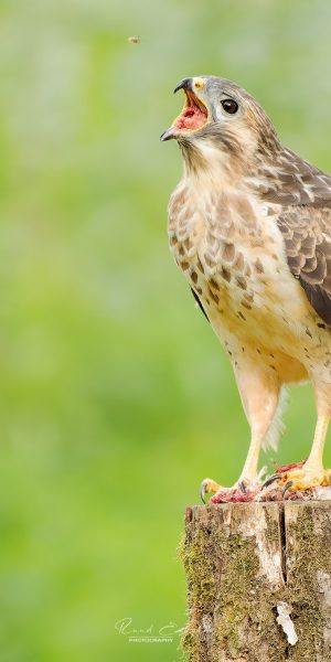 Ruud Engels | Photography | Buizerd op paal
