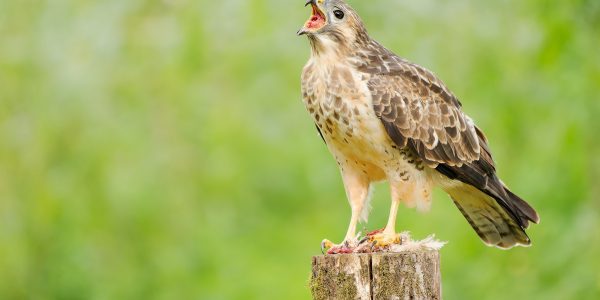 Ruud Engels | Photography | Buizerd op paal
