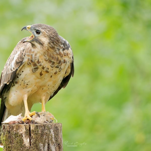 Ruud Engels | Photography | Roepende buizerd op paal