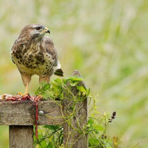 Ruud Engels | Photography | Buizerd op hek