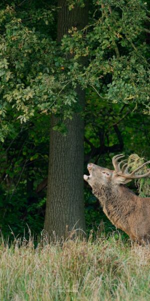 Ruud Engels | Photography | Burlend Edelhert Het Groene Woud