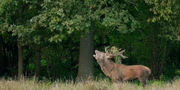 Ruud Engels | Photography | Burlend Edelhert Het Groene Woud
