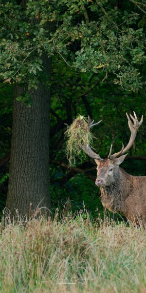 Ruud Engels | Photography | Edelhert met gras op gewei Het Groene Woud
