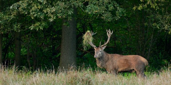 Ruud Engels | Photography | Edelhert met gras op gewei Het Groene Woud